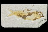 Fossil Fish (Knightia) - Wyoming #159547-1